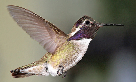 Costa's Hummingbird