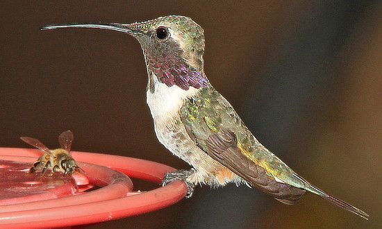Lucifer Hummingbird