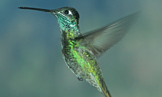 Rivoli's Hummingbird