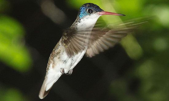 Violet-crowned Hummingbird