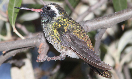White-eared Hummingbird