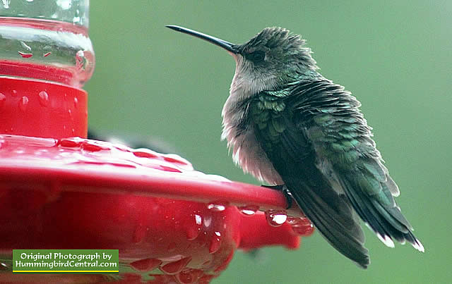 Fluffed-up Ruby-Throated Hummingbird