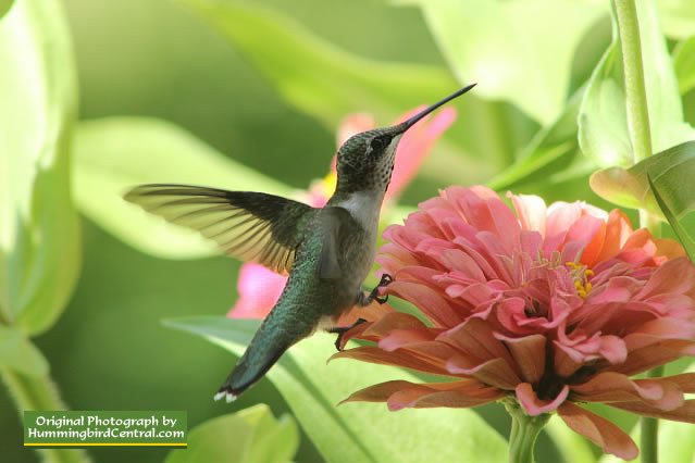 Ruby-Throated Hummingbird feeding on a pink Giant Zinnia, August 12, 2015, in East Texas