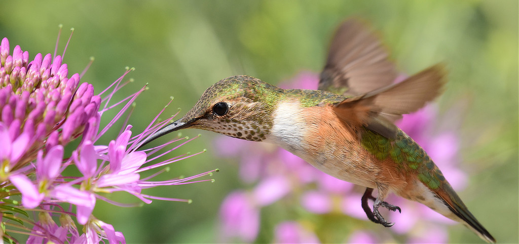 Rufous Hummingbird feeding on a pink flower