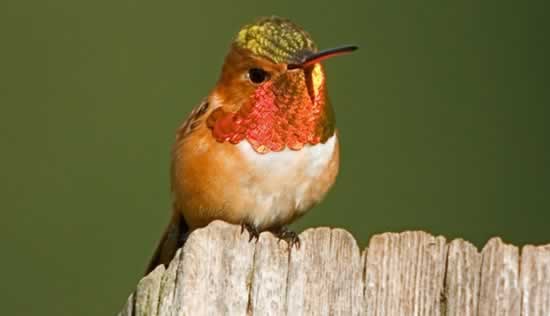 Rufous Hummingbird