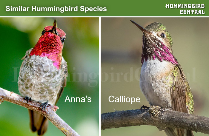 Comparison of the Calliope and Anna's hummingbirds found in the Western US and Canada Comparison of the Calliope and Anna's hummingbirds found in the Western US and Canada
