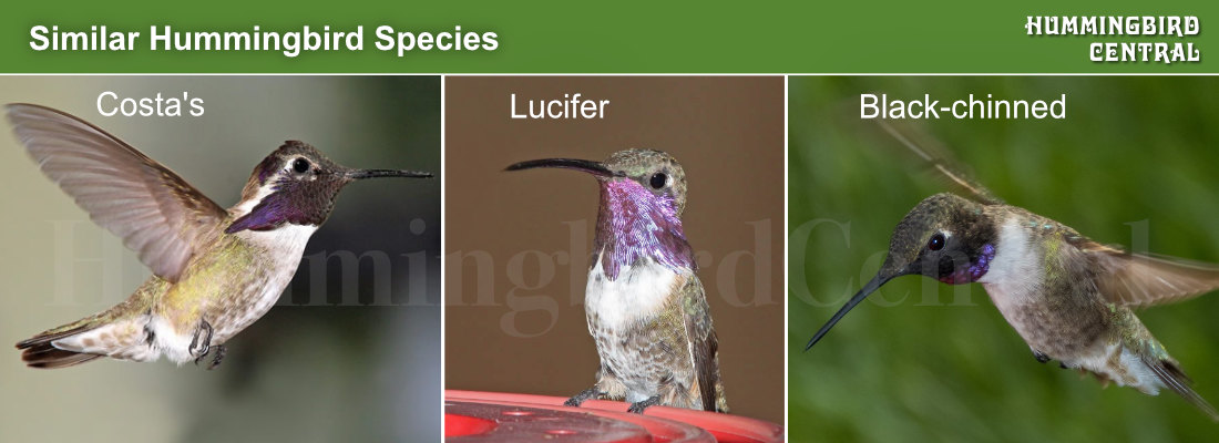 Comparison of the Costa's, Lucifer and Black-chinned hummingbirds Comparison of the Costa's, Lucifer and Black-chinned hummingbirds