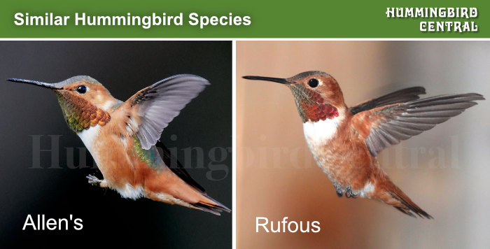 Comparison of the Rufous and Allen's hummingbirds Comparison of the Rufous and Allen's hummingbirds