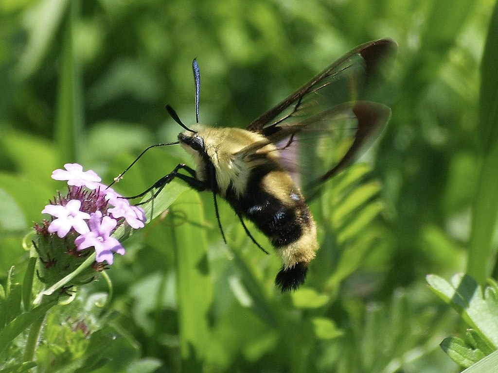 Snowberry Clearwing Hummingbird Moth