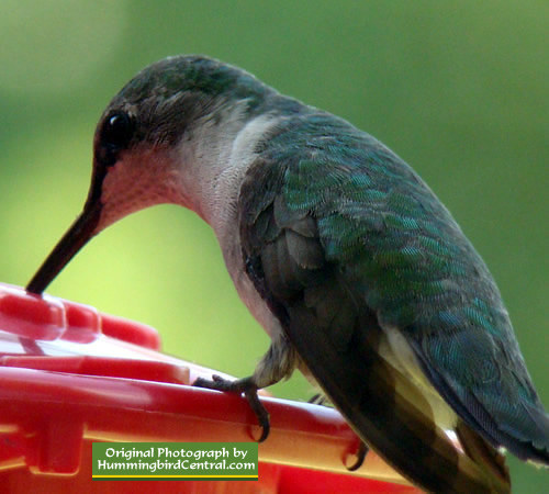 Hummingbird feeding at Tyler Texas