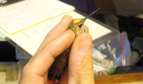 Male Rufous Hummingbird with temporary marking on its head