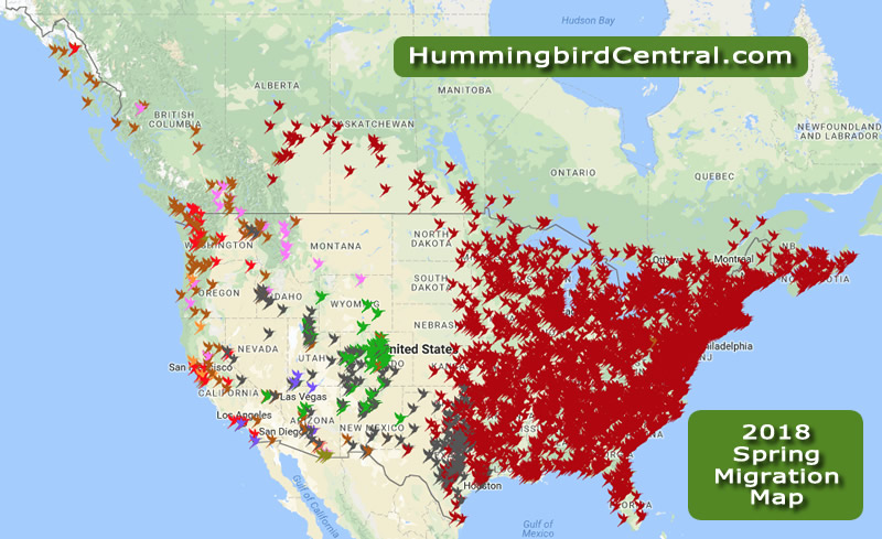 2018 Hummingbird Spring Migration Map