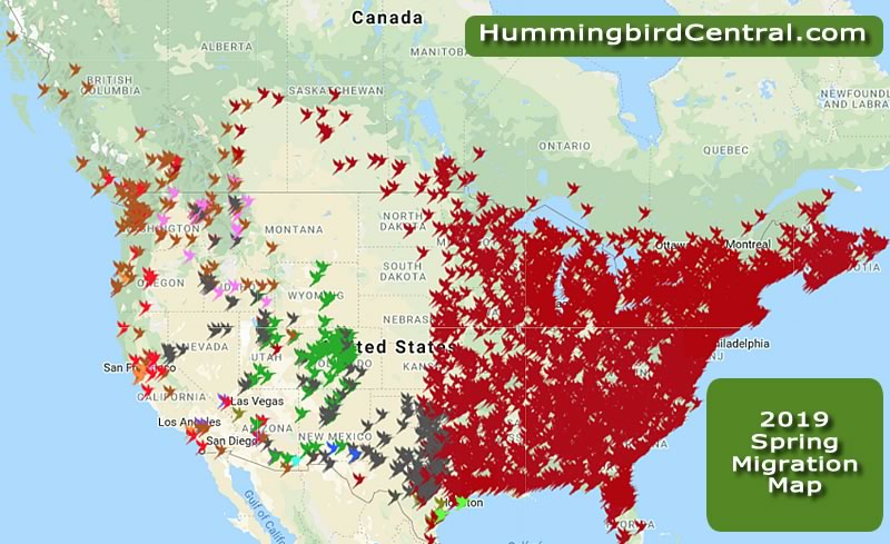 2019 Hummingbird Spring Migration Map