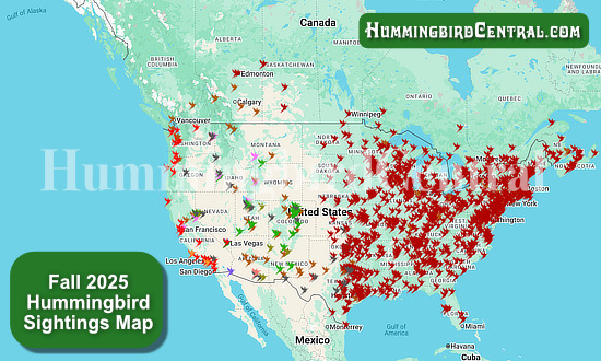 Late Summer and Fall Hummingbird Sightings Map for 2025