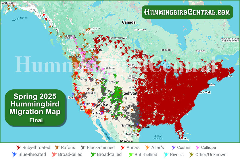 2025 Hummingbird Spring Migration Map ... click for interactive map with details of sightings, courtesy of HummingbirdCentral.com