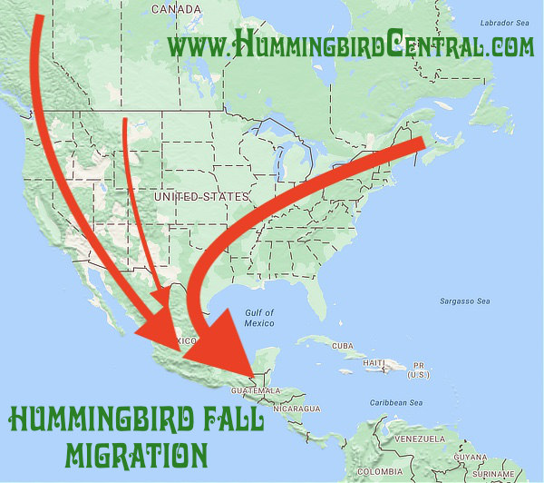 Hummingbird Fall Migration Map