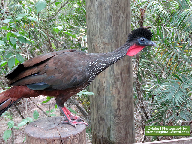 Opportunities for getting up close and personal with the birds at the National Aviary!