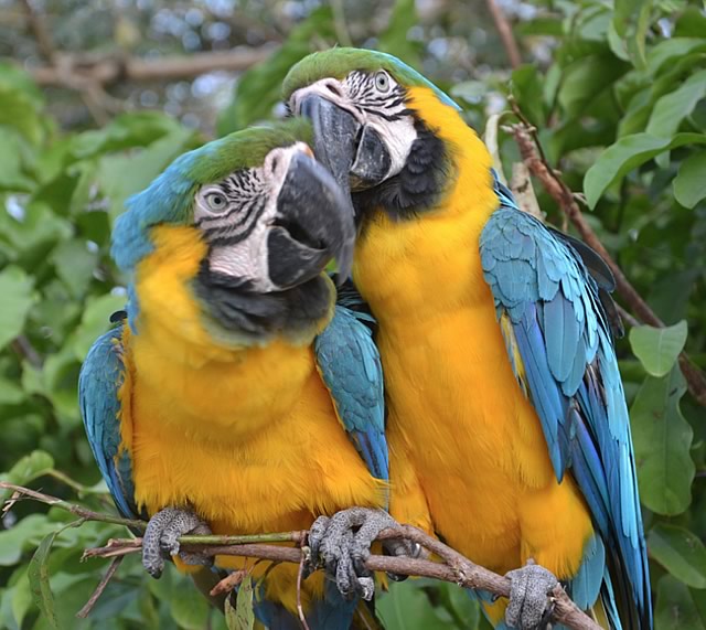 Beautiful, colorful Macaws ... always ready for a photo op at the National Aviary!