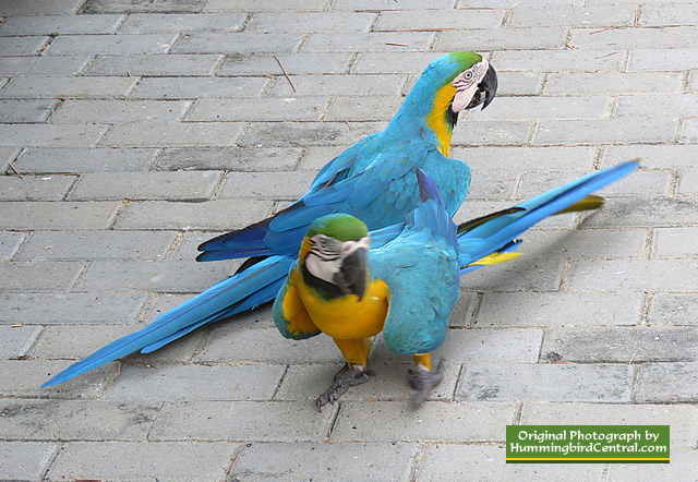 Macaws posing for visitors at the National Aviary
