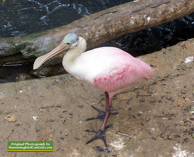 Roseate Spoonbill