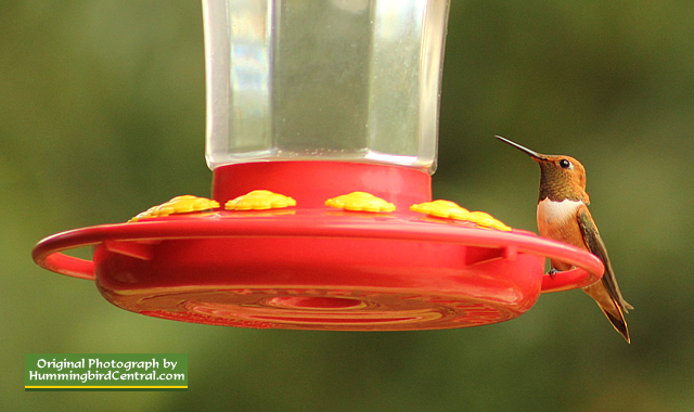 Rufous Hummingbird