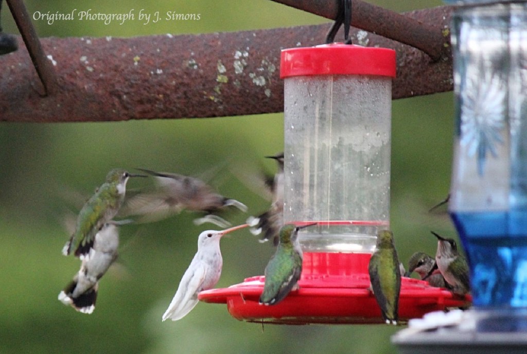 White Ruby-throated Hummingbird - Missouri, September 14, 2018