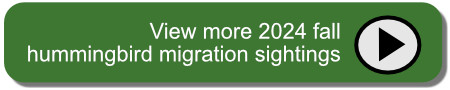 click to view more 2024 fall hummingbird migration sightings