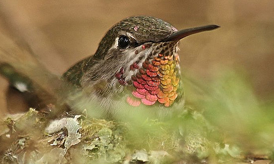 Anna's Hummingbird at Beacon Hill Park, Victoria, British Columbia, Canada