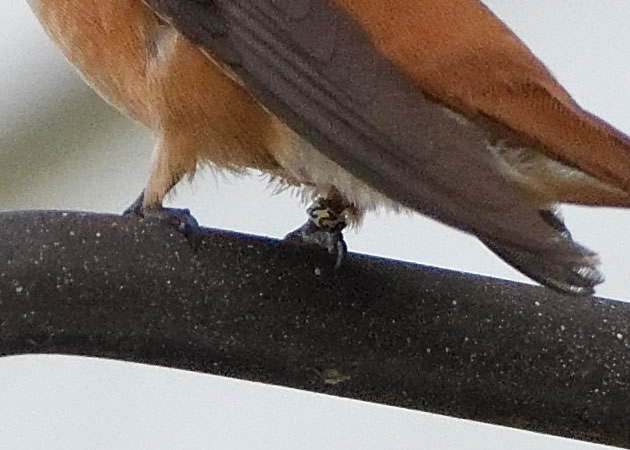 Band K58222 in place on the Rufous Hummingbird