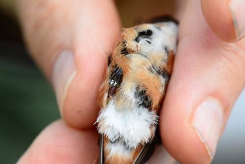Band in place on the Rufous Hummingbird in Clinton, TN