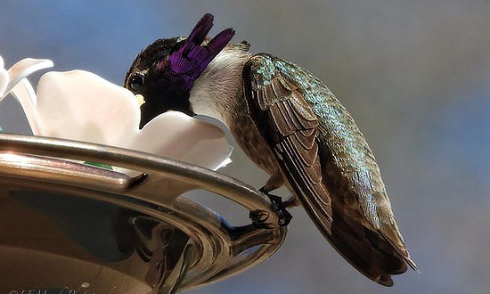 Costa's Hummingbird, North Phoenix, Arizona, winter of 2019