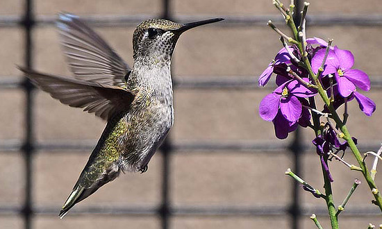 Female Anna's Hummingbird in San Francisco, California - May 2, 2017