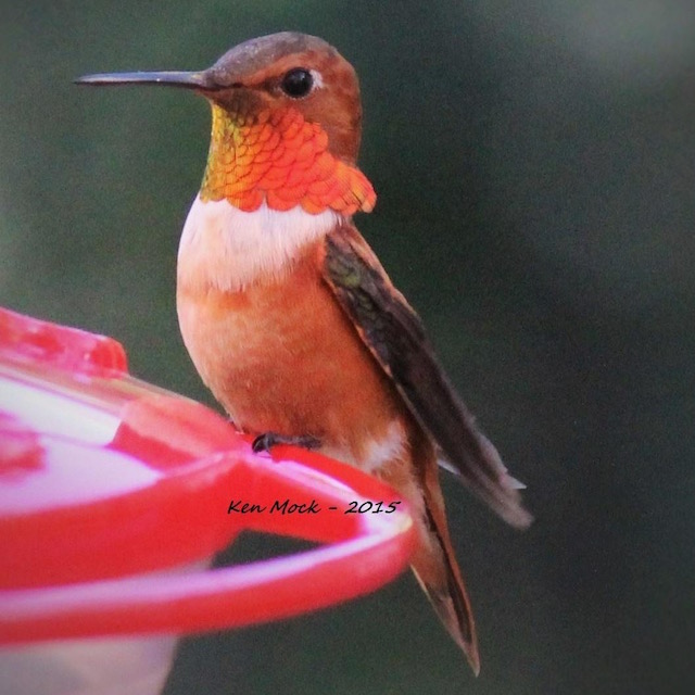Rufous Hummingbird in Santa Fe, New Mexico