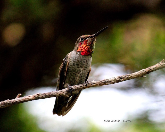 Anna's Hummingbird in Washinton state in winter