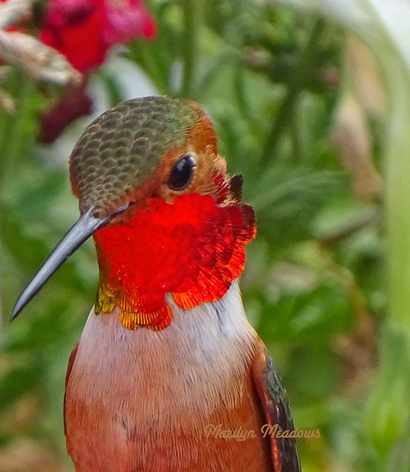 Allen's Hummingbird in Southern California