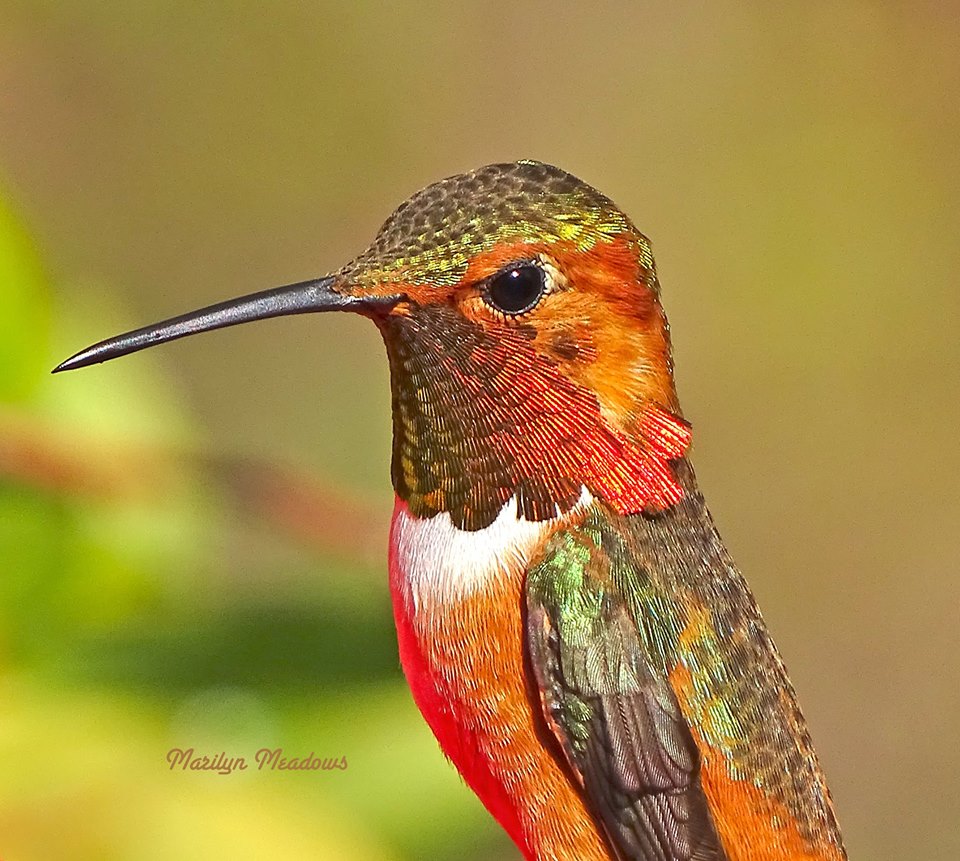 Allen's Hummingbird in Southern California