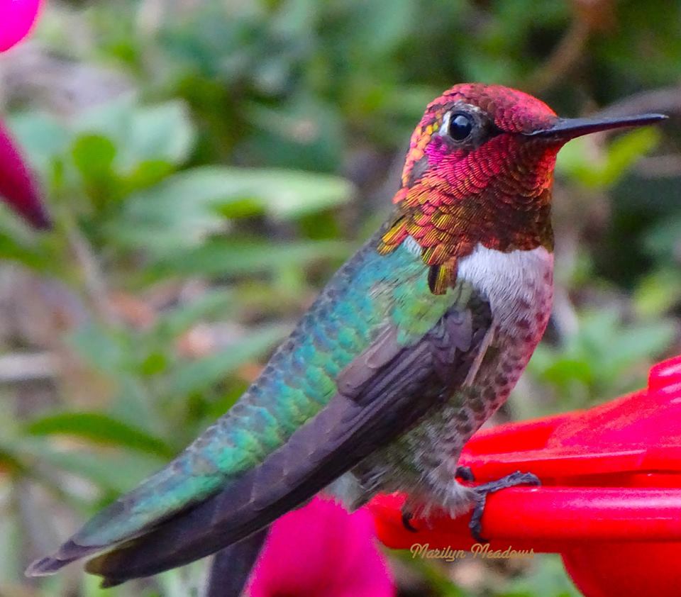 Anna's Hummingbird in California