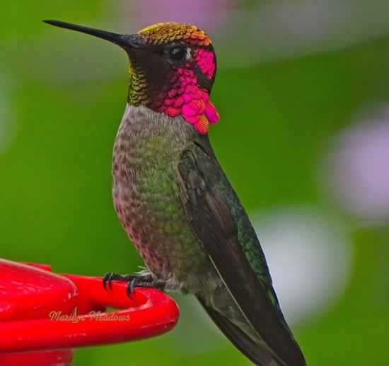 Anna's Hummingbird in California
