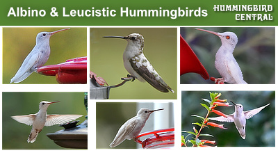 Read about Albino,  Leucistic and Piebald hummingbirds, with photos
