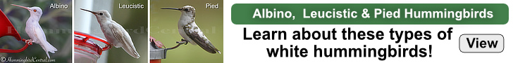 Click to learn about the types of white hummingbirds; Albino, Leucistic and Pied
