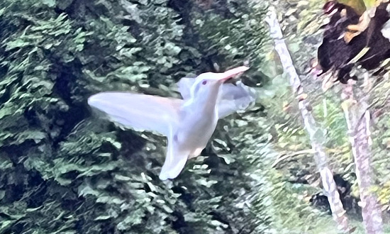 Albino Ruby-throated Hummingbird, Weaverville, NC, October 2, 2025