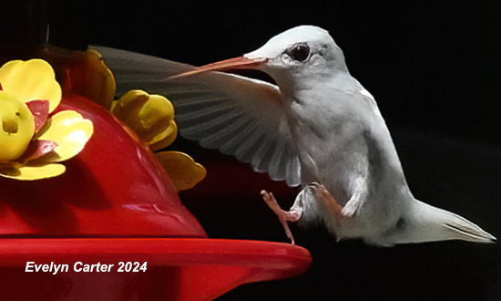 Albino Ruby-throated Hummingbird, Columbus, Mississippi, August 30, 2024