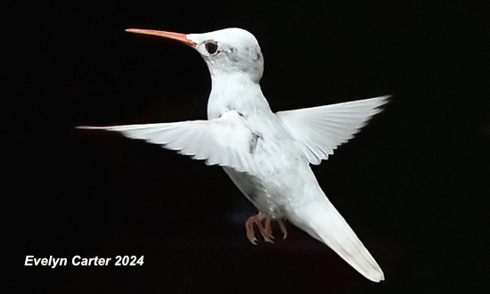 Albino Ruby-throated Hummingbird, Columbus, Mississippi, August 30, 2024
