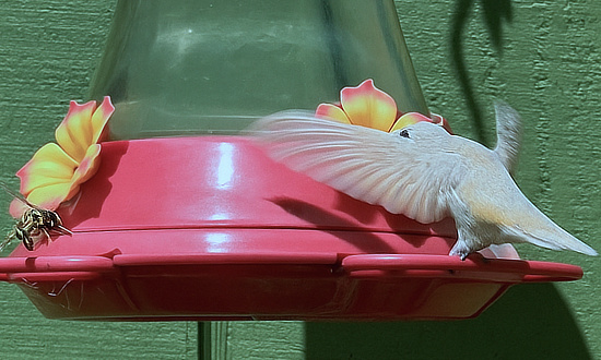 Leucistic Anna's Hummingbird & Paper Wasp, Oak Harbor, Washington, July 20, 2025