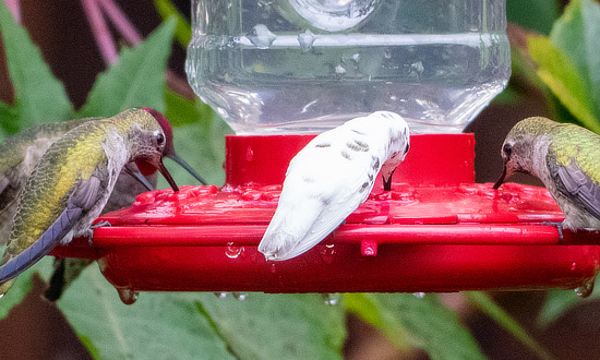 Leucistic Anna's Hummingbird, Wheatland, CA, December 22, 2025