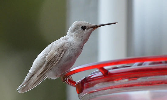 Leucistic Hummingbird - Beaverton, Oregon - July, 2020