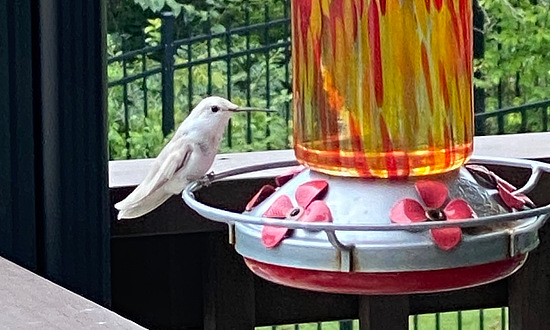 Leucistic Ruby-throated Hummingbird - Brentwood, Tennessee, September 1-9, 2021