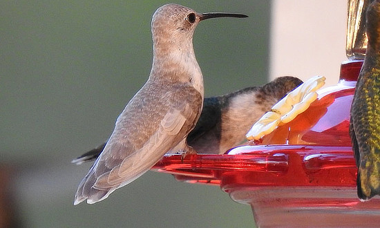White Ruby-throated Hummingbird - Simms, Texas