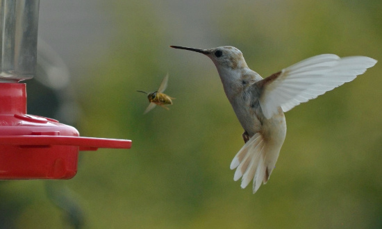 Leucistic Ruby-throated Hummingbird - Springfield, Missouri, September, 2021