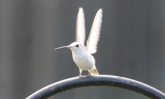 Leucistic Ruby-throated Hummingbird, Corryton,  Tennessee, September 10-17, 2025